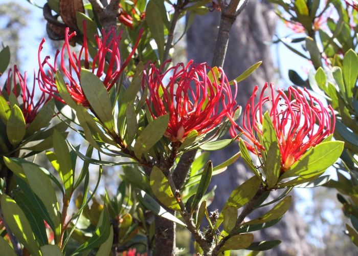 Tasmanian Alpine Plants Proteaceae